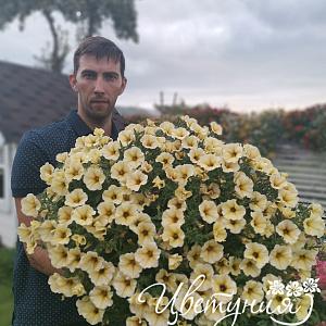 Петхоа Beautical French Vanilla