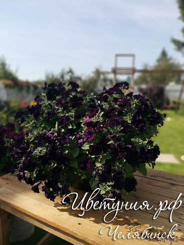 Петуния Bonnie Mystery Sky