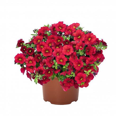Калибрахоа Aloha Kona Dark Red 2024