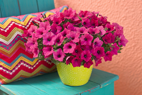 Петуния Vista Fuchsia Improved