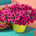 Петуния Vista Fuchsia Improved
