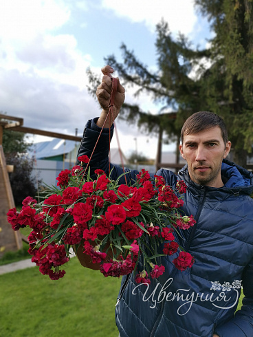 Гвоздика ампельная