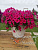 Петуния Fanfare Hot Rose