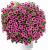 Петуния Cascadias Pitaya