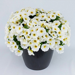 Chameletunia® White (Petchoa BeautiCal)