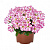 Петуния Peppy® Rose