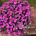 Калибрахоа Aloha Kona Pink 2024 (13 шт.) МАРТ