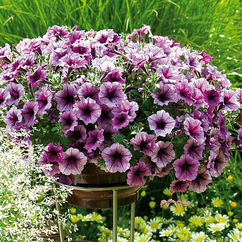 Петуния CASCADIAS Purple Ice (13шт.) АПРЕЛЬ