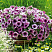Петуния CASCADIAS Purple Ice (13шт.) АПРЕЛЬ