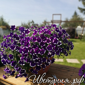 Петуния AlpeTunia Glacier Sky
