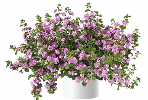 Бакопа Scopia Double Pink (13шт.) МАРТ