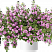 Бакопа Scopia Double Pink