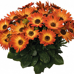 Остеоспермум Margarita Orange Flare