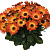 Остеоспермум Margarita Orange Flare