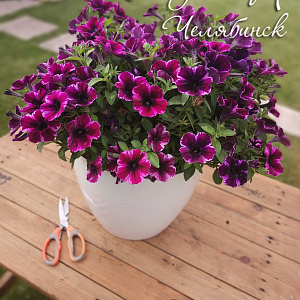 Петуния Crazytunia Ultra Violet