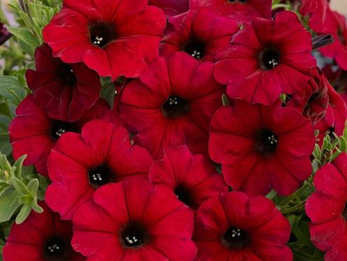 Петхоа Chameletunia® Bordeaux (13шт.)