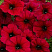 Петхоа Chameletunia® Bordeaux (13шт.)