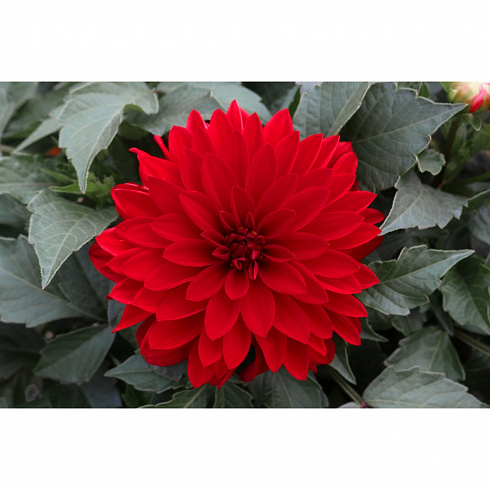Георгина Hypnotica® Red