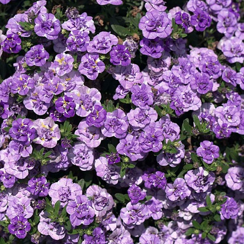 Калибрахоа Гибридная MiniFamous Neo Double Loopy Lavender