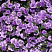 Калибрахоа Гибридная MiniFamous Neo Double Loopy Lavender