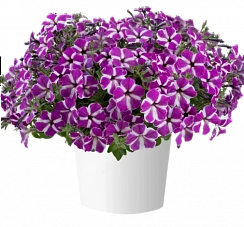 Петуния Cascadias Fuchsia Gem