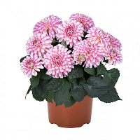 Георгина Hypnotica® Rose Swirl