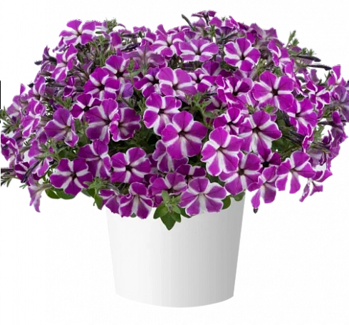 Петуния Cascadias Fuchsia Gem