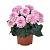 Георгина Hypnotica® Rose Swirl