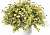 Бакопа Scopia White Golden leaves