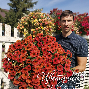 Петхоа Chameletunia® Cinnamon