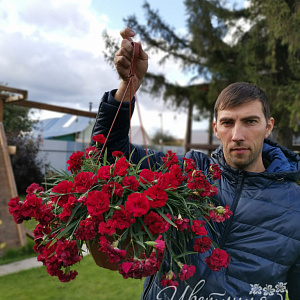 Гвоздика ампельная