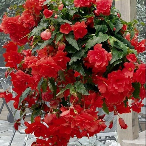 Бегония Illumination® Scarlet