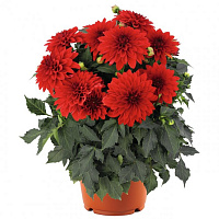 Георгина Hypnotica® Red
