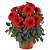 Георгина Hypnotica® Red