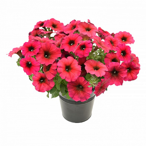 Петхоа Chameletunia® Bordeaux (13шт.)