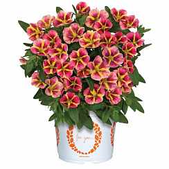 Калибрахоа Bloomtastic Orange Cart Wheel