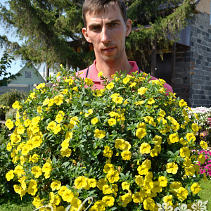 Calibrachoa Noa Lemoncello