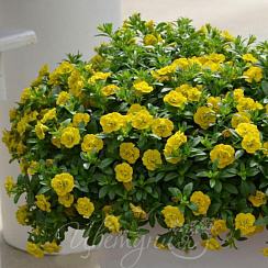 Калибрахоа  MiniFamous Neo Double Yellow