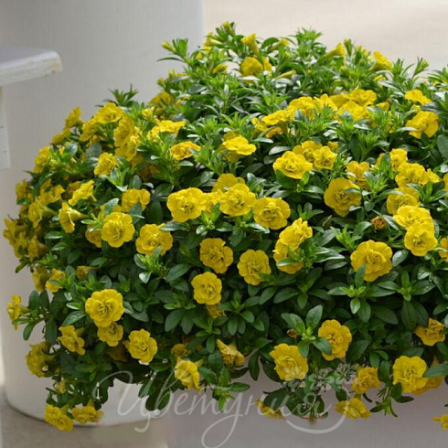 Калибрахоа  MiniFamous Neo Double Yellow