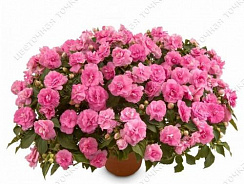 Бальзамин Уоллера Musica Pink Aroma (13 шт.) МАРТ