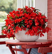 Бегония Ампельная Waterfall Encanto Red