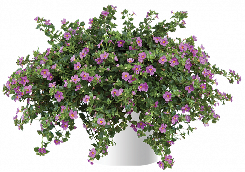 Бакопа  SCOPIA GREAT PINK BEAUTY