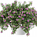 Бакопа  SCOPIA GREAT PINK BEAUTY