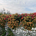 Петуния Cascadias Indian Summer