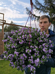 Бакопа Scopia Double Lavender