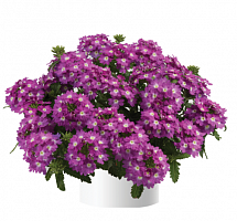 Вербена Vanessa Compact Violet