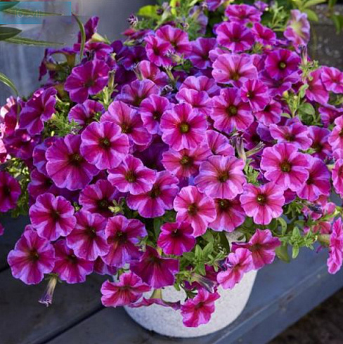 Петхоа BeautiCal Rose Star