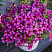 Петхоа BeautiCal Rose Star