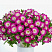 Петуния Cascadias Fantasy Hot Pink Imp