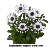 Остеоспермум Margarita White Spoon